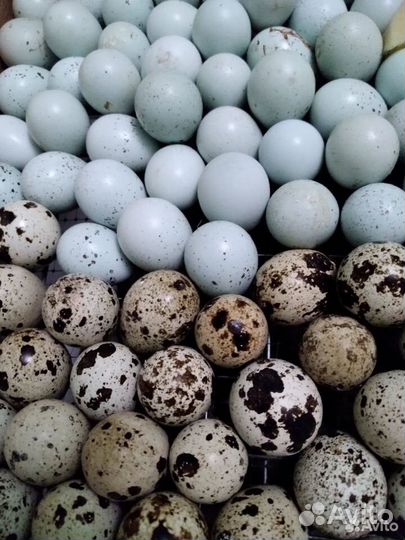 Яйцо инкубационное перепелов техасцы и селадоны