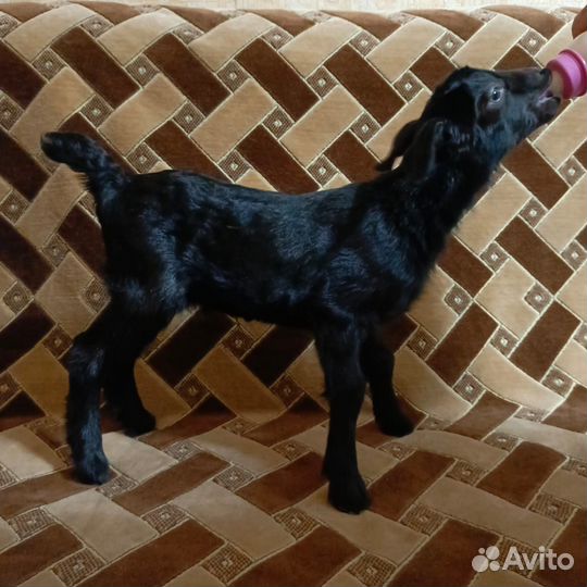 Козлики, козочки на племя