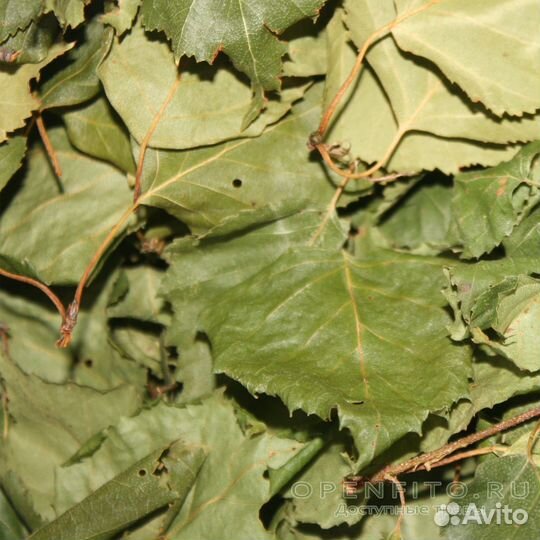 Лист берёзы