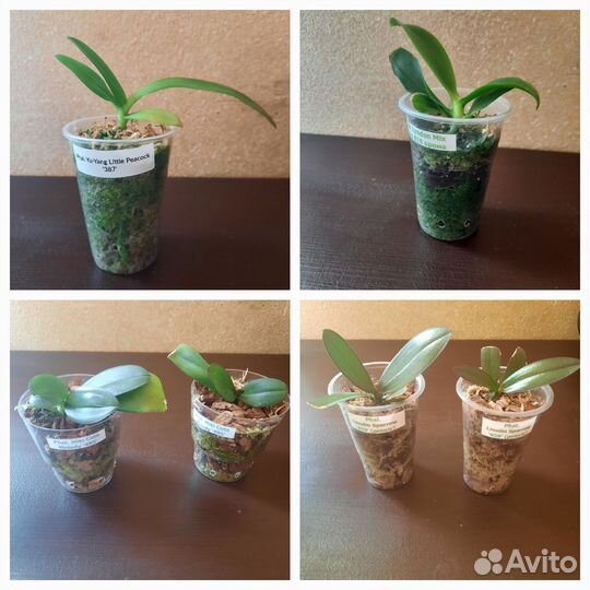 Сеянцы орхидеи из фласок