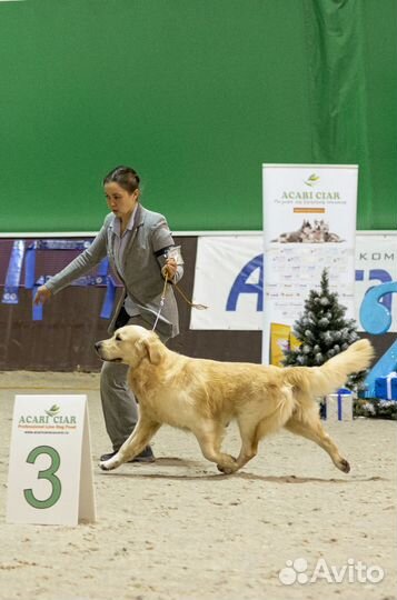 Дрессировка собак, выставки (хендлер), передержка
