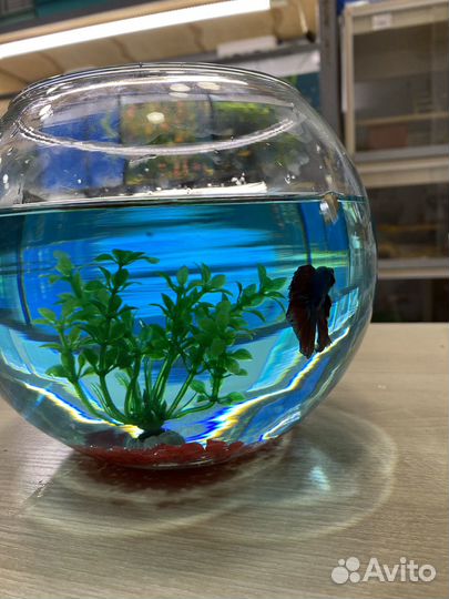 Аквариум бокал 3 л
