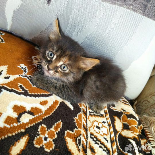 Котята бесплатно