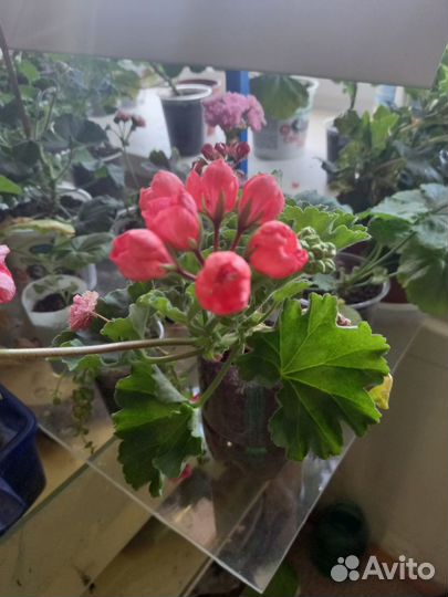 Пеларгония