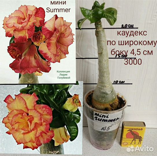 Адениум мини, прививки