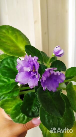 Цветущая фиалка