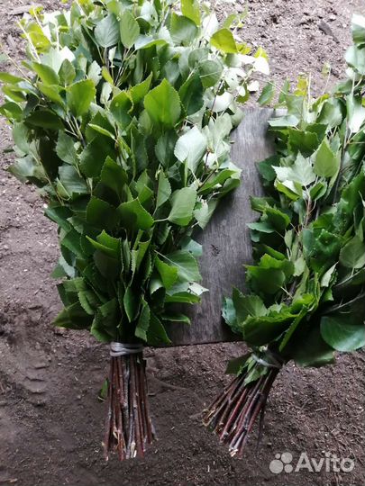 Берёзовые Веники для Бани