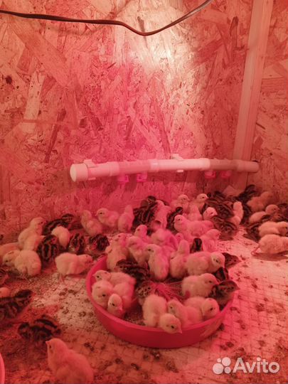 Перепела продажа