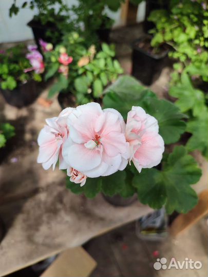 Пеларгония герань