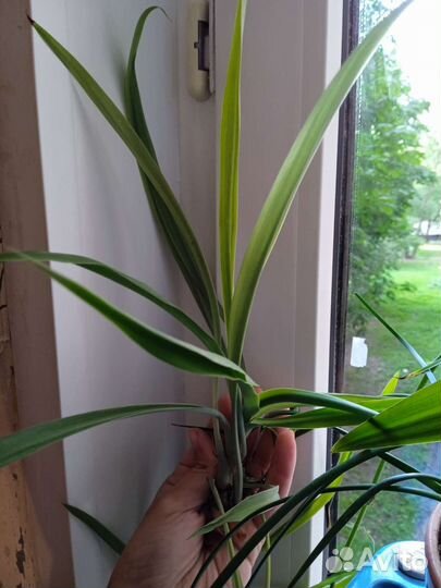 Хлорофитум