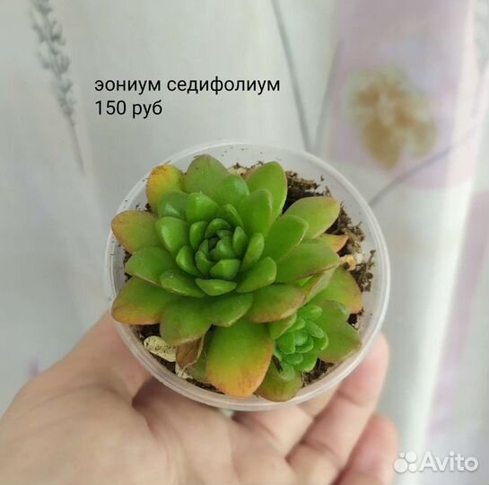 Эониум, суккуленты