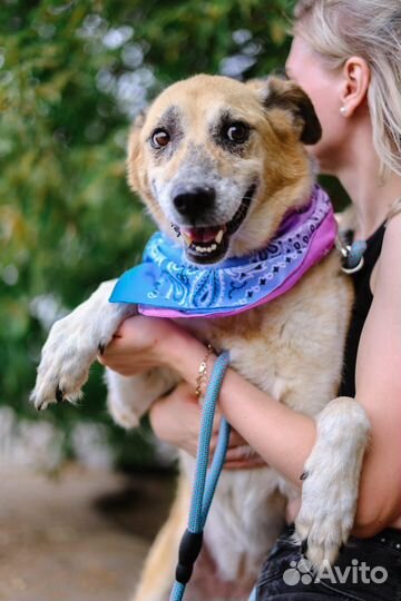 Вернули в приют, снова ищет дом милая собака