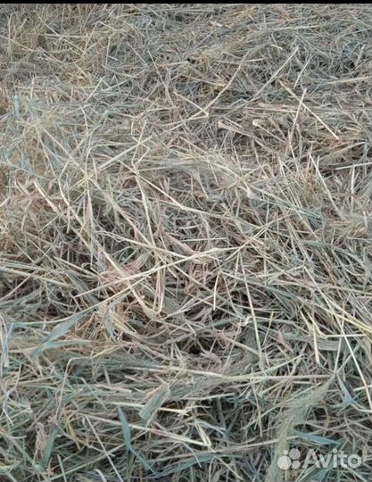 Салома с травой