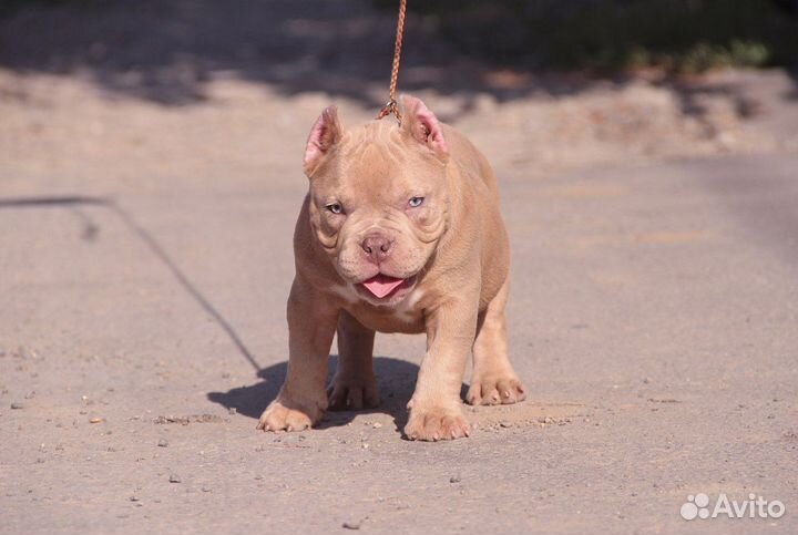 Американский булли мерле