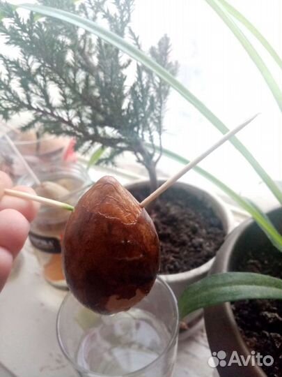 Питахайя, авакадо