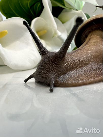 Улитки архахатины