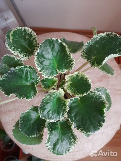 Комнатные цветы