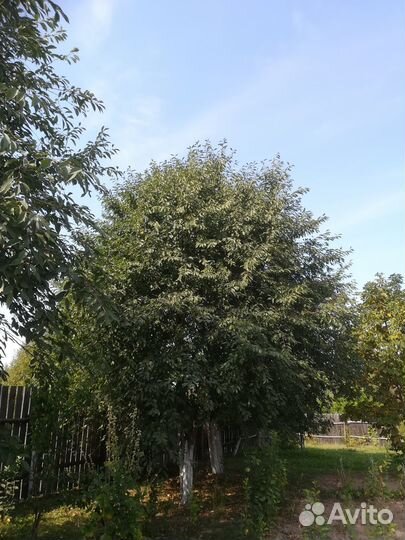 Саженцы садовой черешни