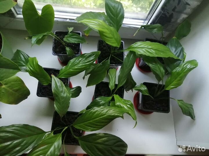 Спатифиллум