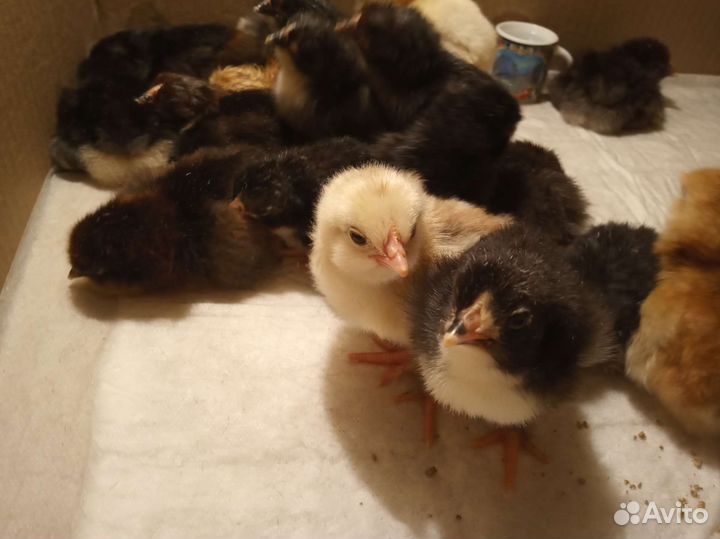 Цыплята