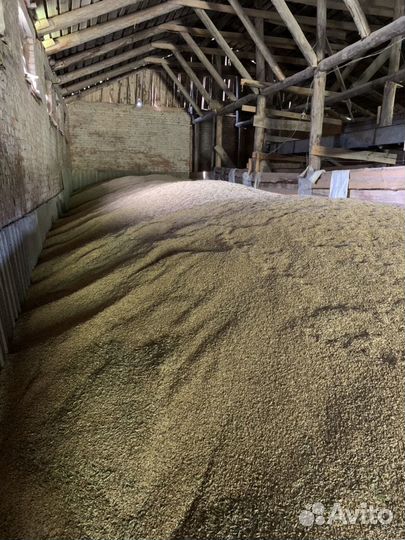 Фуражный ячмень