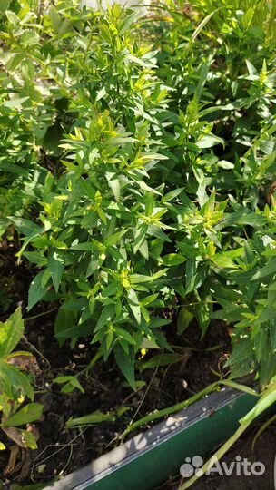 Многолетники садовые крупные