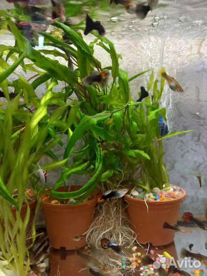 Аквариумные рыбки