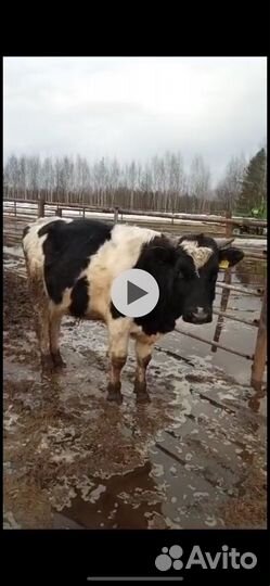 Быки телята на продажу