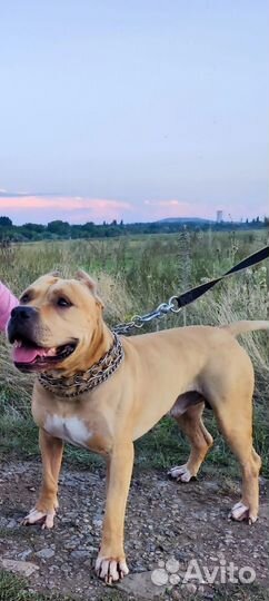 Вязка кобель американский стаффордширский терьер