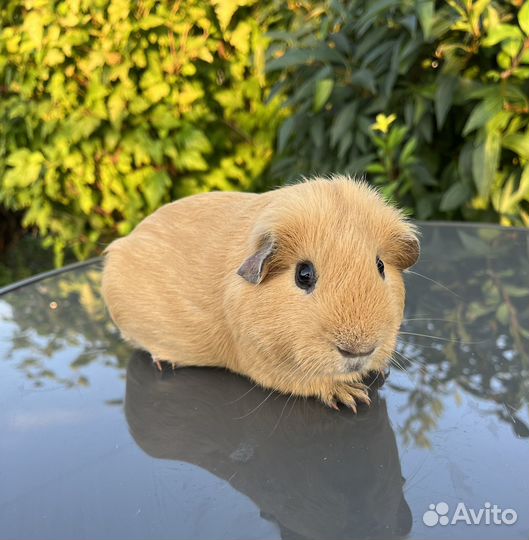 Морская свинка английский селф самец