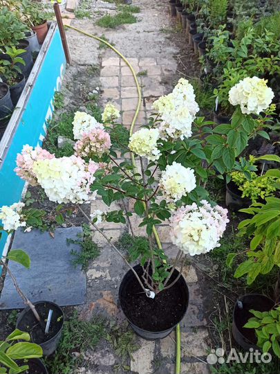 Гортензия метельчатая Сандей фрайз