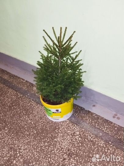 Ель живая