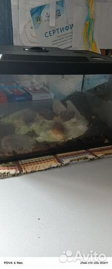 Улитки ахатины с улиткарием