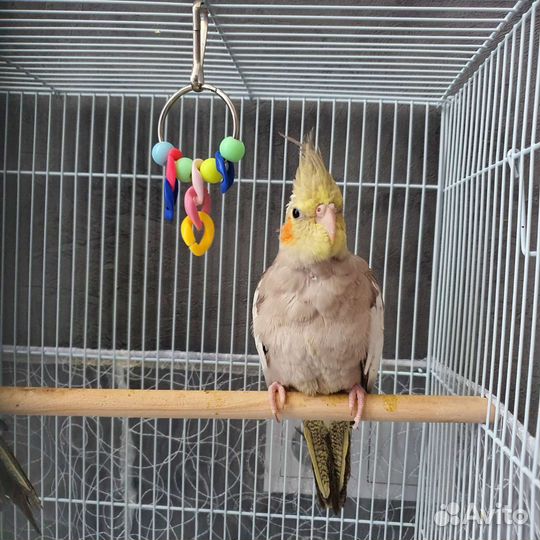 Попугай Корелла птенцы