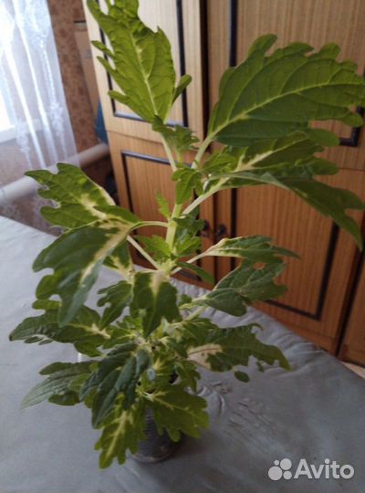 Колеусы сортовые