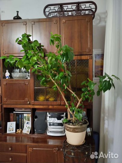 Роза китайская