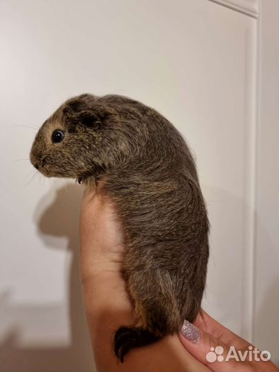 Морские свинки