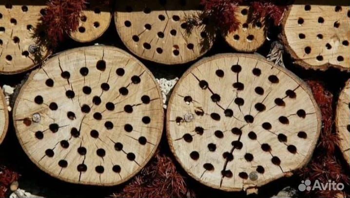 Домик для разведения Божьих коровок