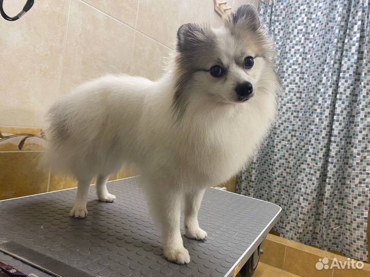 Немецкий шпиц вязка