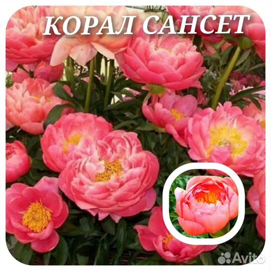 Пионы популярные сорта