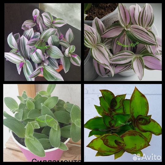 Традесканции наличие августо 2023