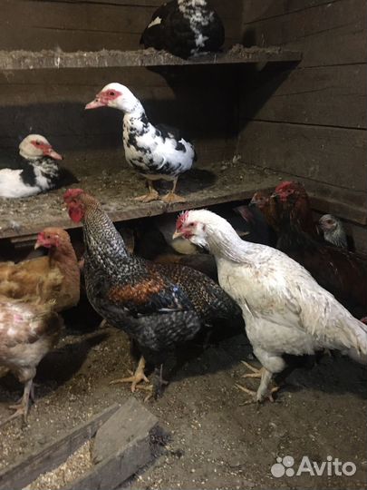 Молодые петухи