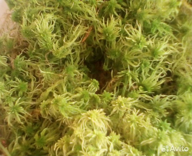 Мох сфагнум