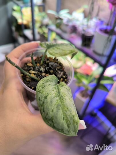 Сциндапсус пиасун