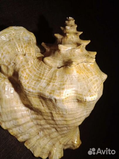 Большая огромная ракушка