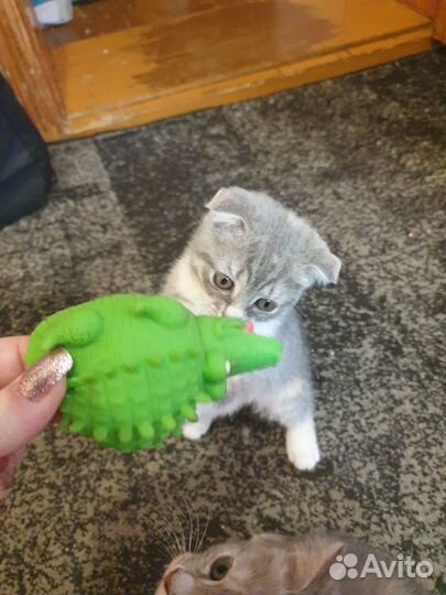 Котята шотландской вислоухой