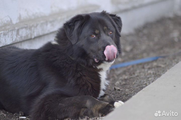 Собака в добрые руки