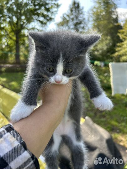 Метисы британцев