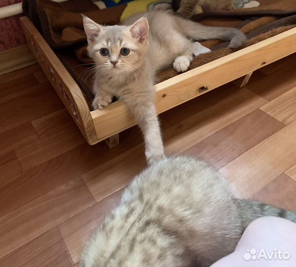 Шотландские котята