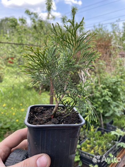 Туя смарагд